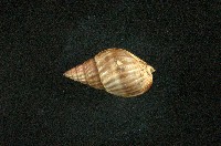 藏品(蟹螯織紋螺)的圖片